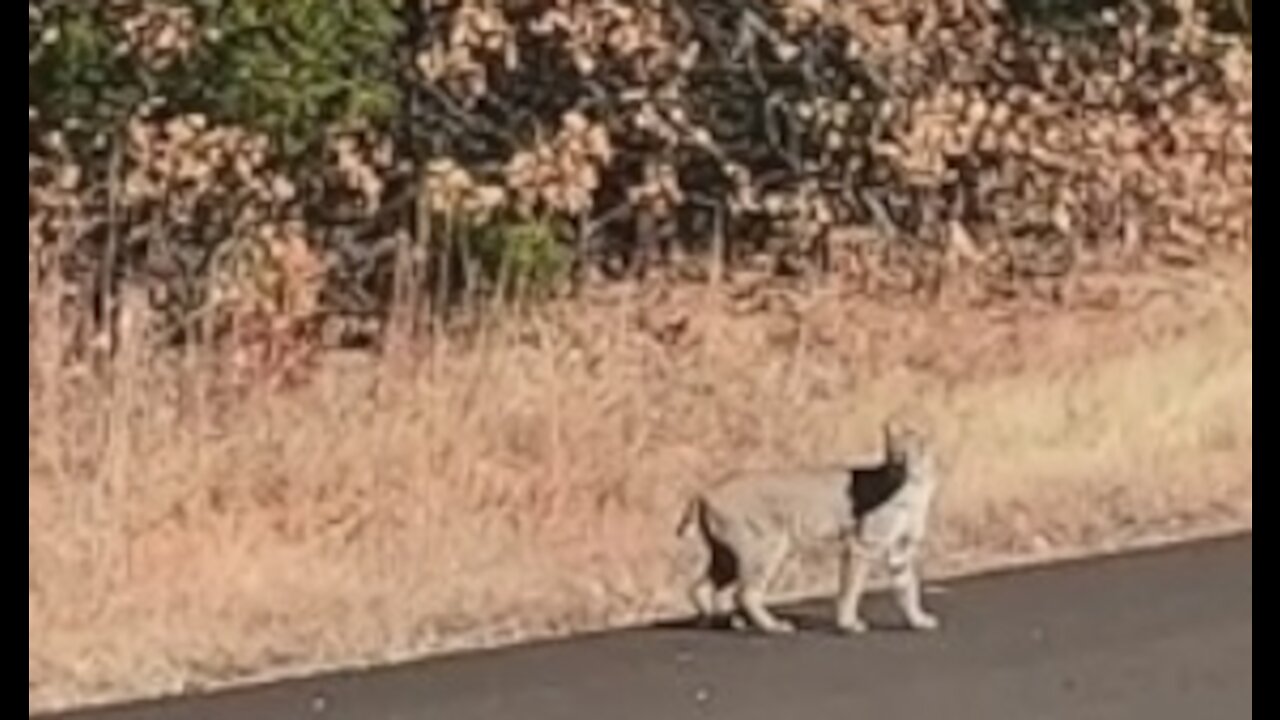 Wild Bobcat Walks In Front of ME!!!