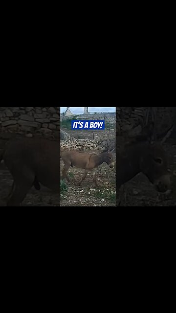 Killer Donkeys in the Caribbean 💀