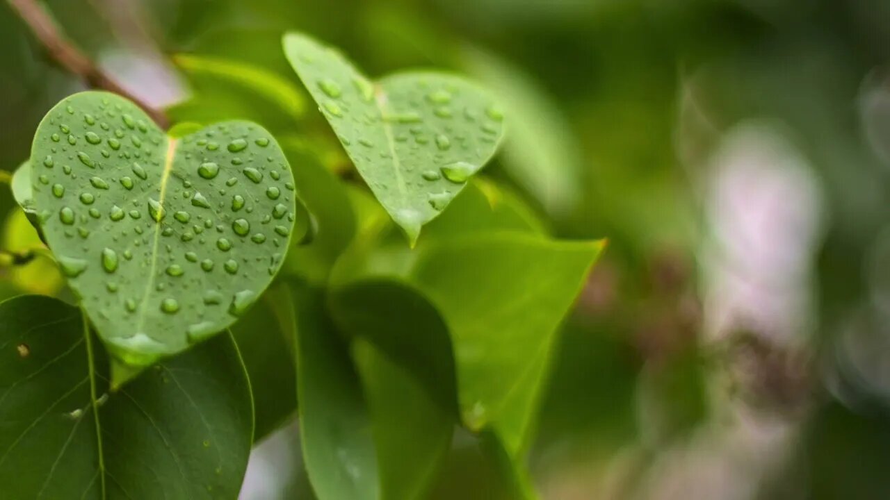 Alaska Rain