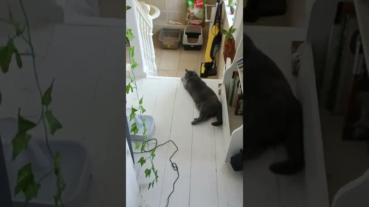 Zero motivation... 😹 #catsitter #cats #funnycatvideo #viralcat