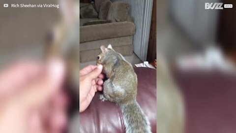 Adorable squirrel falls asleep in owner's hand