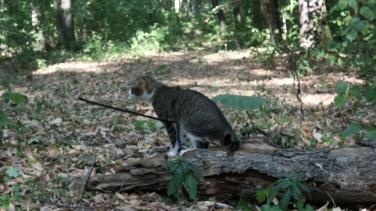 Cat Walks through the Grass in the Forest