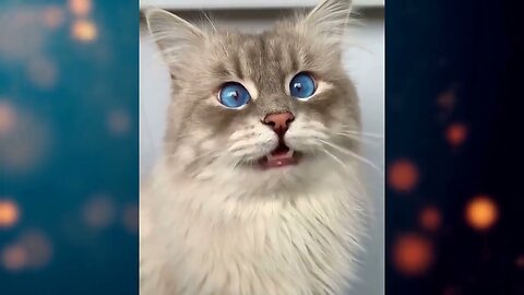 Funny cats compilation №4 / Смешная подборка котиков №4