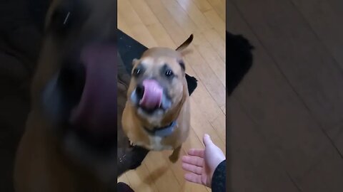 happy doggo is excited.