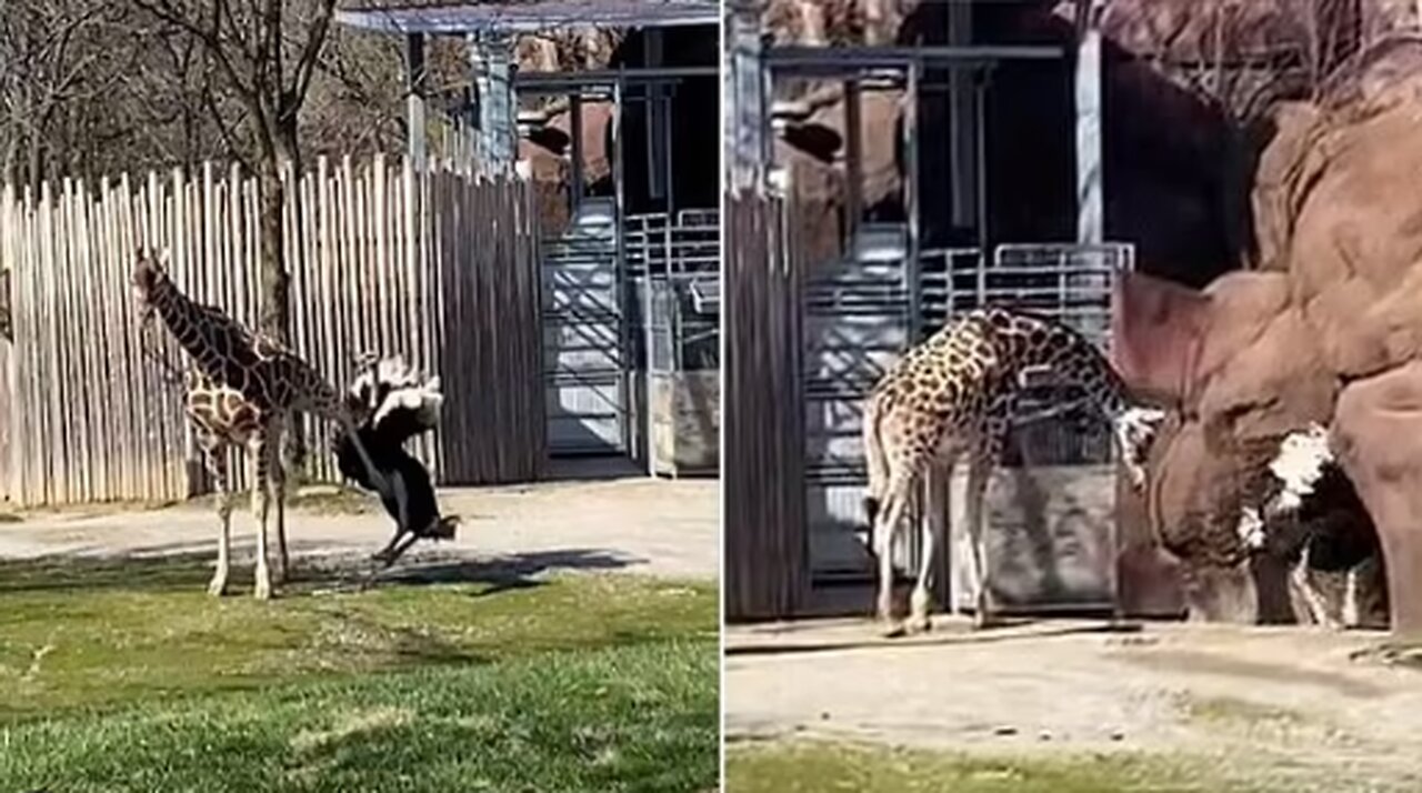Hilarious moment giraffe KICKS ostrich to the ground after it tries to attack him