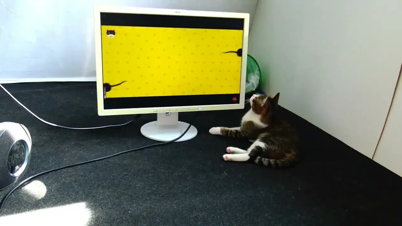 Funny Playing Cat Looks for Mice Behind the Screen