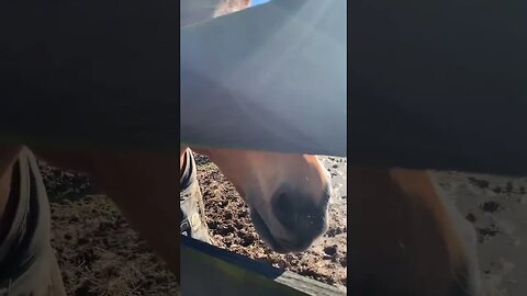 Pony time