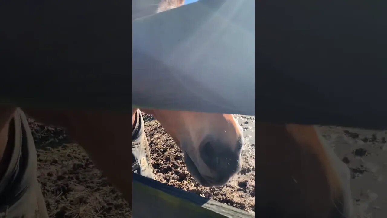 Pony time