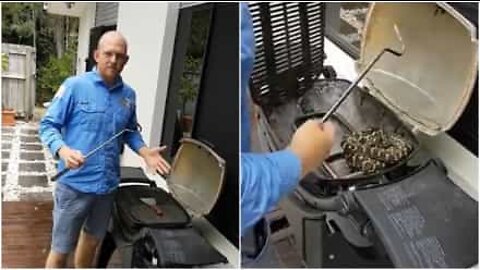 바베큐 그릴에 들어간 거대한 비단뱀