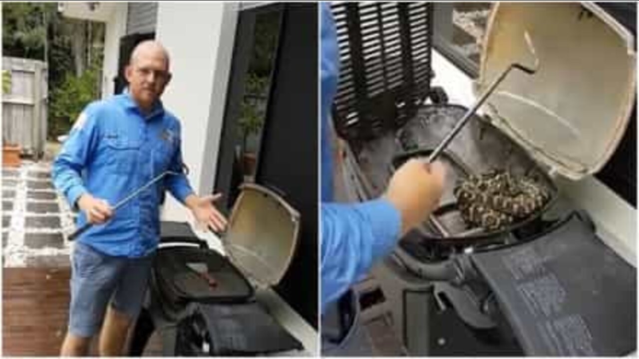 바베큐 그릴에 들어간 거대한 비단뱀