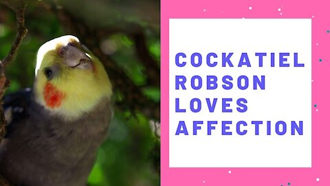 Cockatiel Robson loves affection