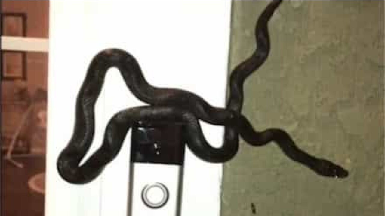 Snake rings door bell and scares homeowners