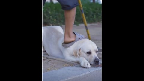 Wow !!! See how a Smart & loyal Dog saved a blind Man life..