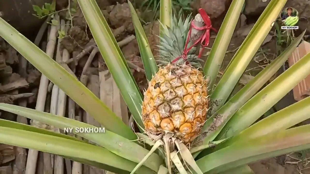 How to Grow Pineapple with Water at Home