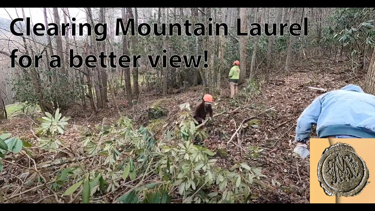 Clearing Mountain Laurel for a better view!