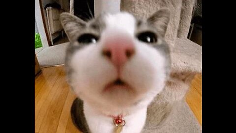 Funny animals - Funny cats / dogs