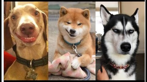 🤣Funny Dog Videos 2020🤣 🐶 It's time to LAUGH with Dog's life