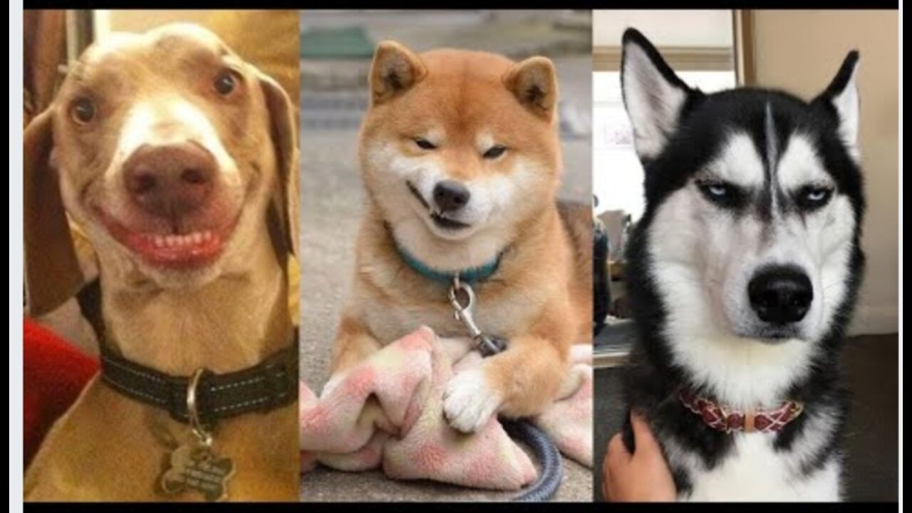 🤣Funny Dog Videos 2020🤣 🐶 It's time to LAUGH with Dog's life