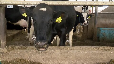 Wisconsin seeks relief for dairy farmers