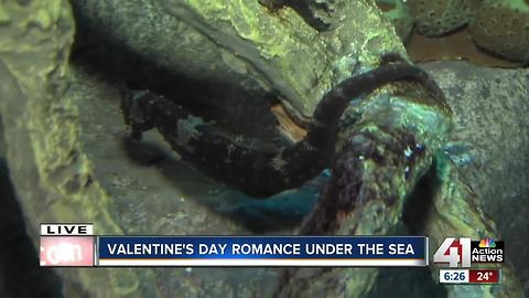 Sea Life offers Valentine romance under the sea