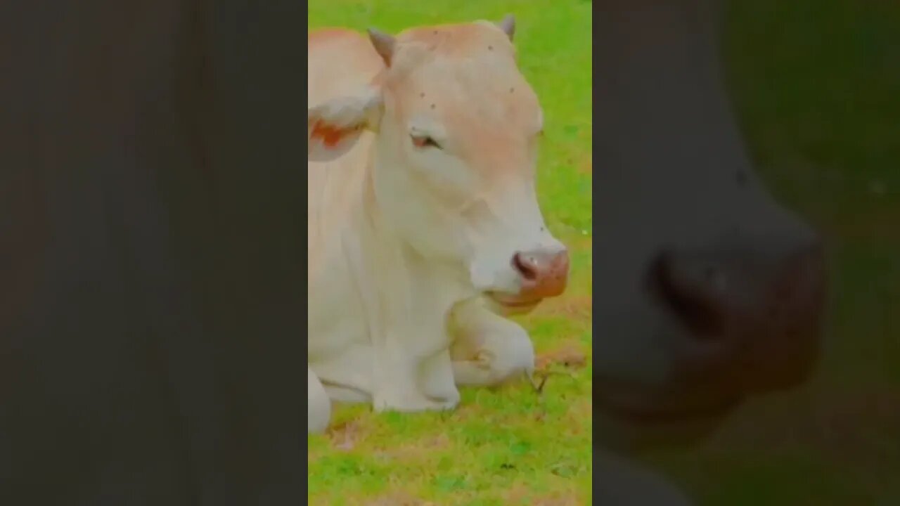 Can cow can swim,#shorts#,#cow swimming#,#animallove#, #cow#