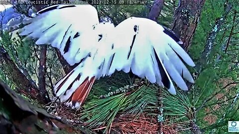 Angel Adding to The Nest 🌲 02/15/23 09:18