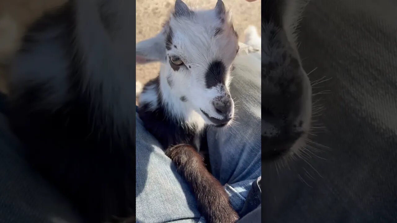 Baby goat weaning!!! #familyfarm #nature #blessed #babygoats