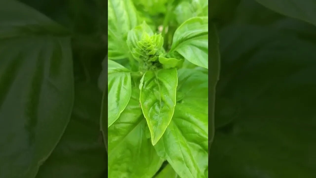 Beautiful aquaponic basil #shorts