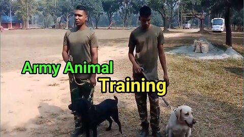 Army Animal Training