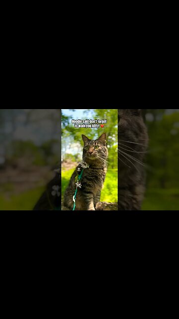 The cutest cat in the WORLD! Noodle ❤️ #shorts#cats#cute#funny#adley#aphmau