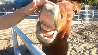 Cavalo fica radiante ao receber carinhos no nariz