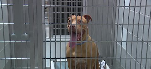Clear the Shelter event helps 700 pets get adopted