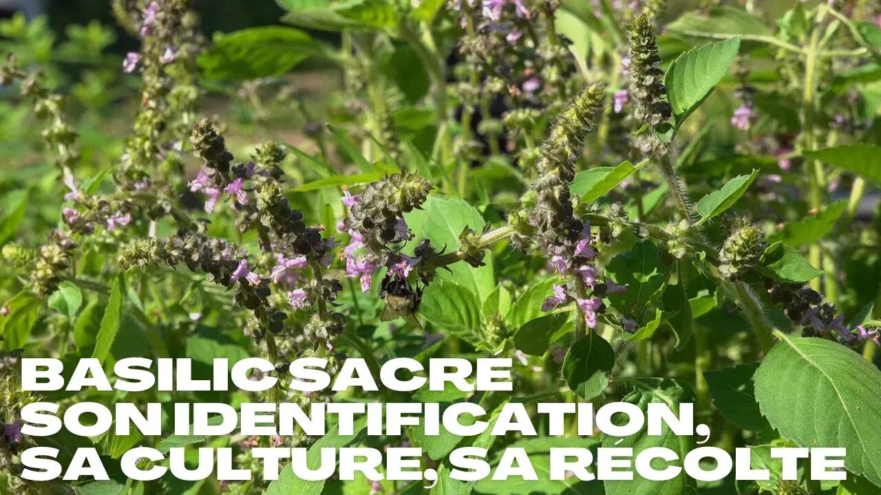 Basilic Sacré 🌱 son Identification, sa récolte et sa culture #plantesmedicinales #herboristerie