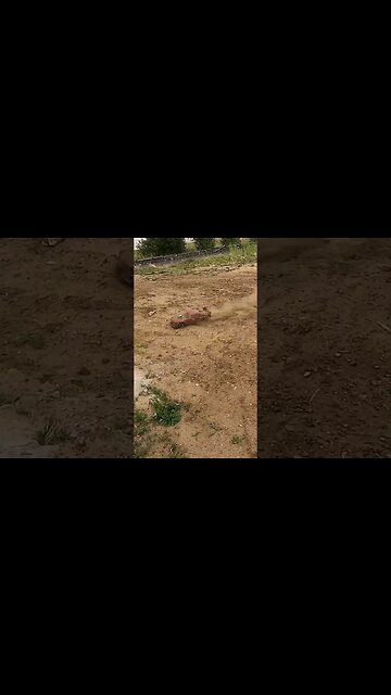 streetbasher goes off-road