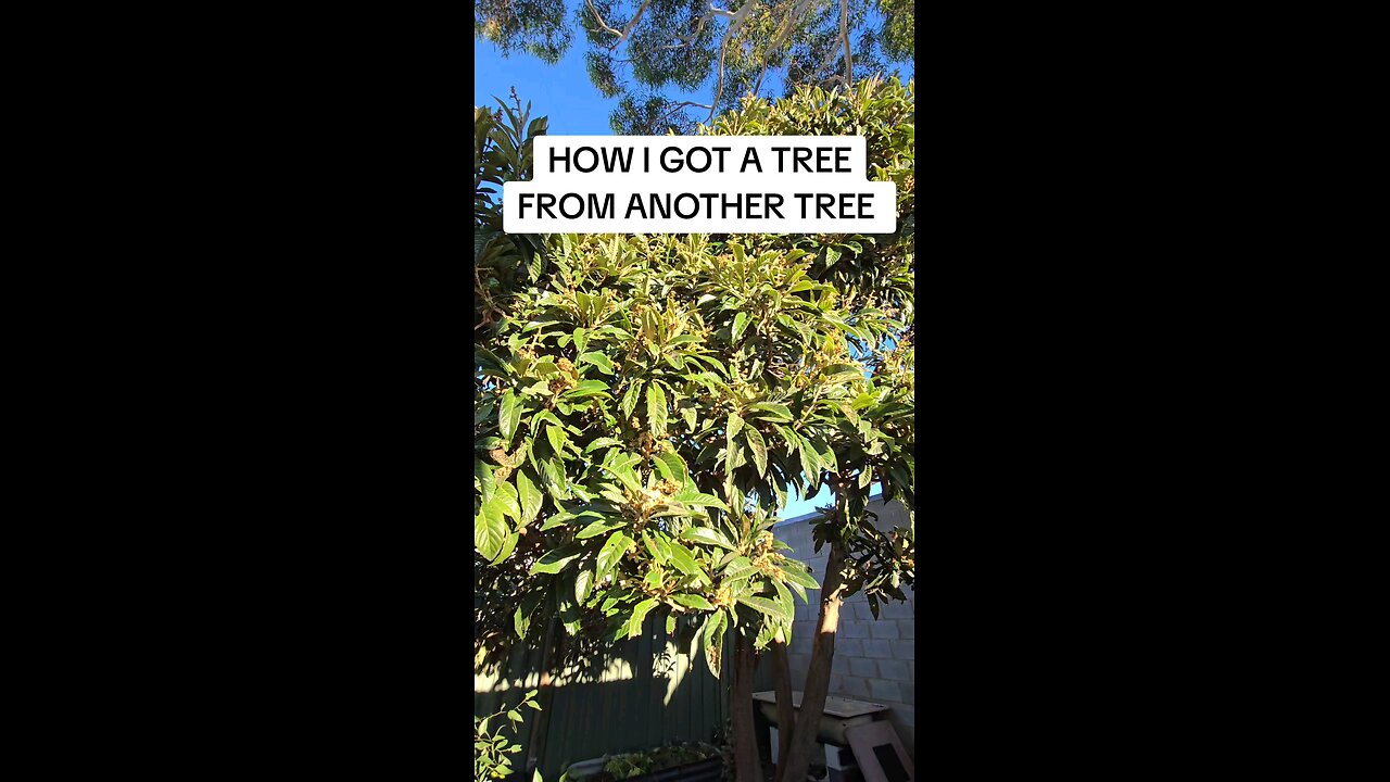 loquat tree