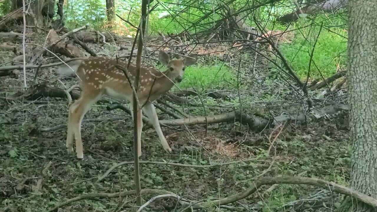 Young deer, shakes, eyes me and then runs to its mother and father. 🦌🦌🍃🌳🍃🦌