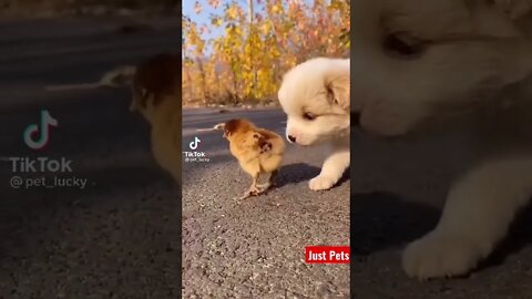 Best Puppy Friends #cute #viral #tiktok #shorts