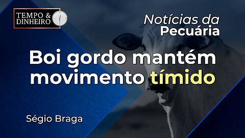 Boi gordo mantém movimento tímido com altas pontuais e baixa liquidez na B3.