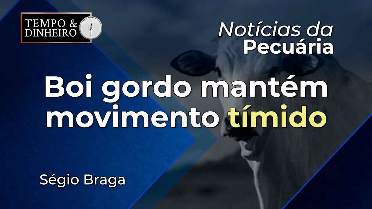 Boi gordo mantém movimento tímido com altas pontuais e baixa liquidez na B3.