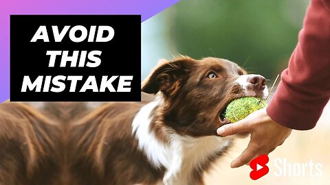 Avoid This Mistake When Training Your Dog | 1 Minute Animals #shorts #dogtraining #mistake