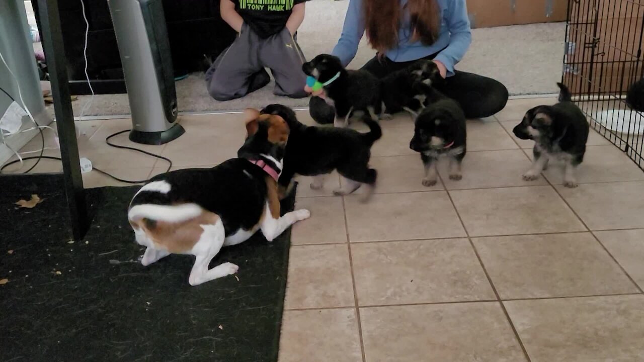 German Shepherd puppies gang up on playful doggy