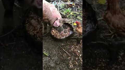 Porco almoçando pintinho