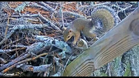 Baby Squirrel (Kit) Close Up 🌲 10/28/22 16:32