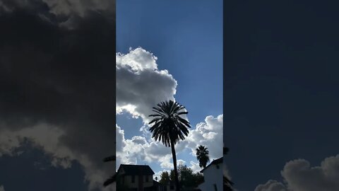 The Palm Tree and the Clouds