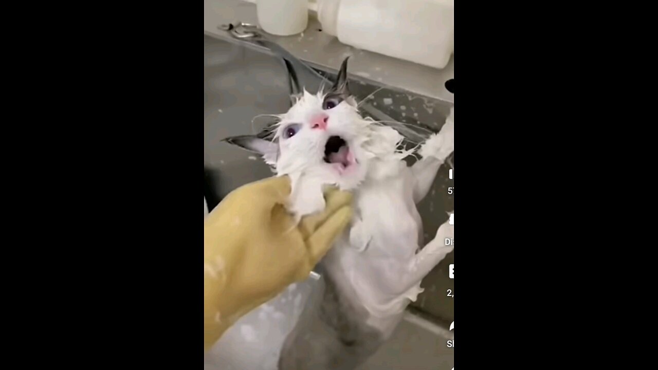 funny cat's