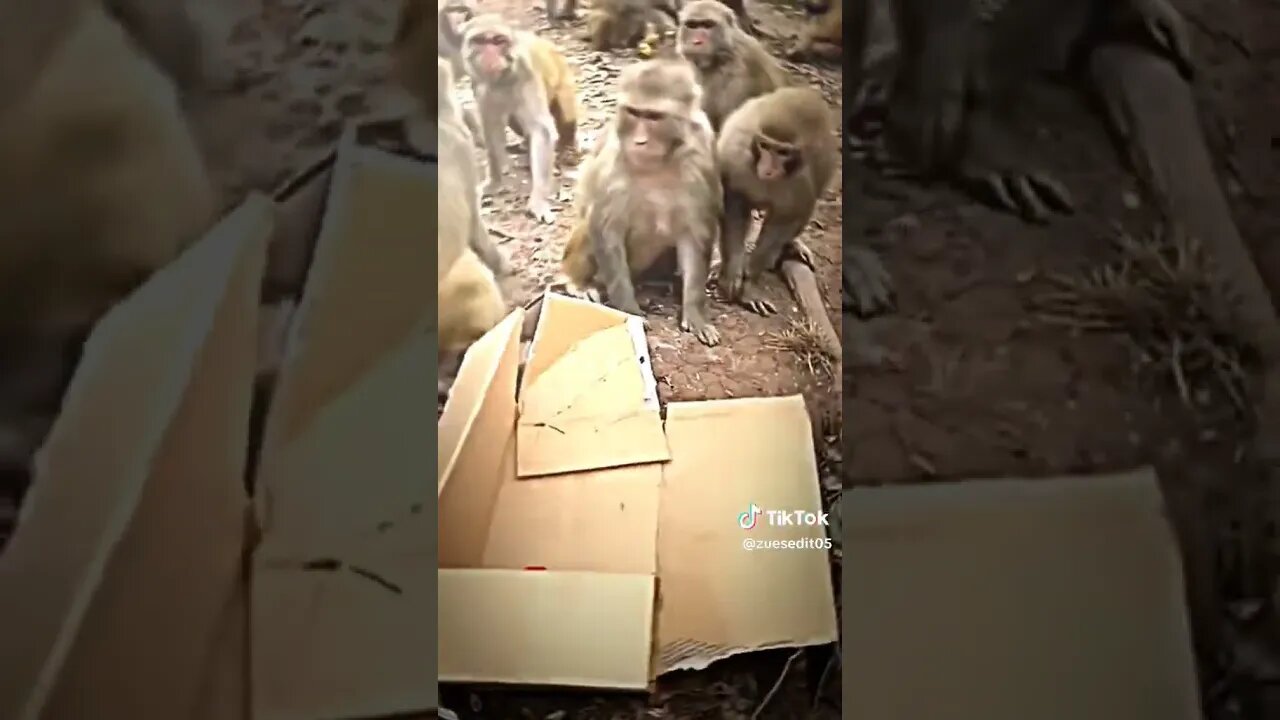 Video Shorts Tik tok 25 Juli 2023