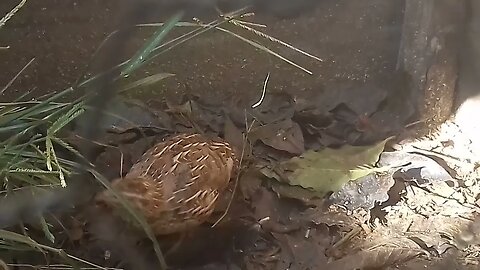 Phasianidae Procurando comida