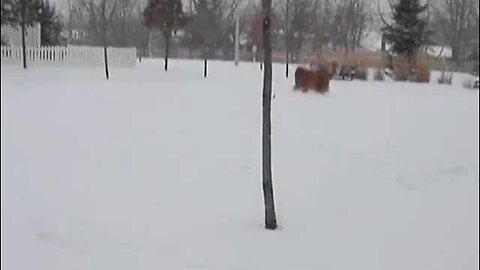 Beautiful Golden Retriever Dog Playing in the Snow - The Saga of Charlie & Prada