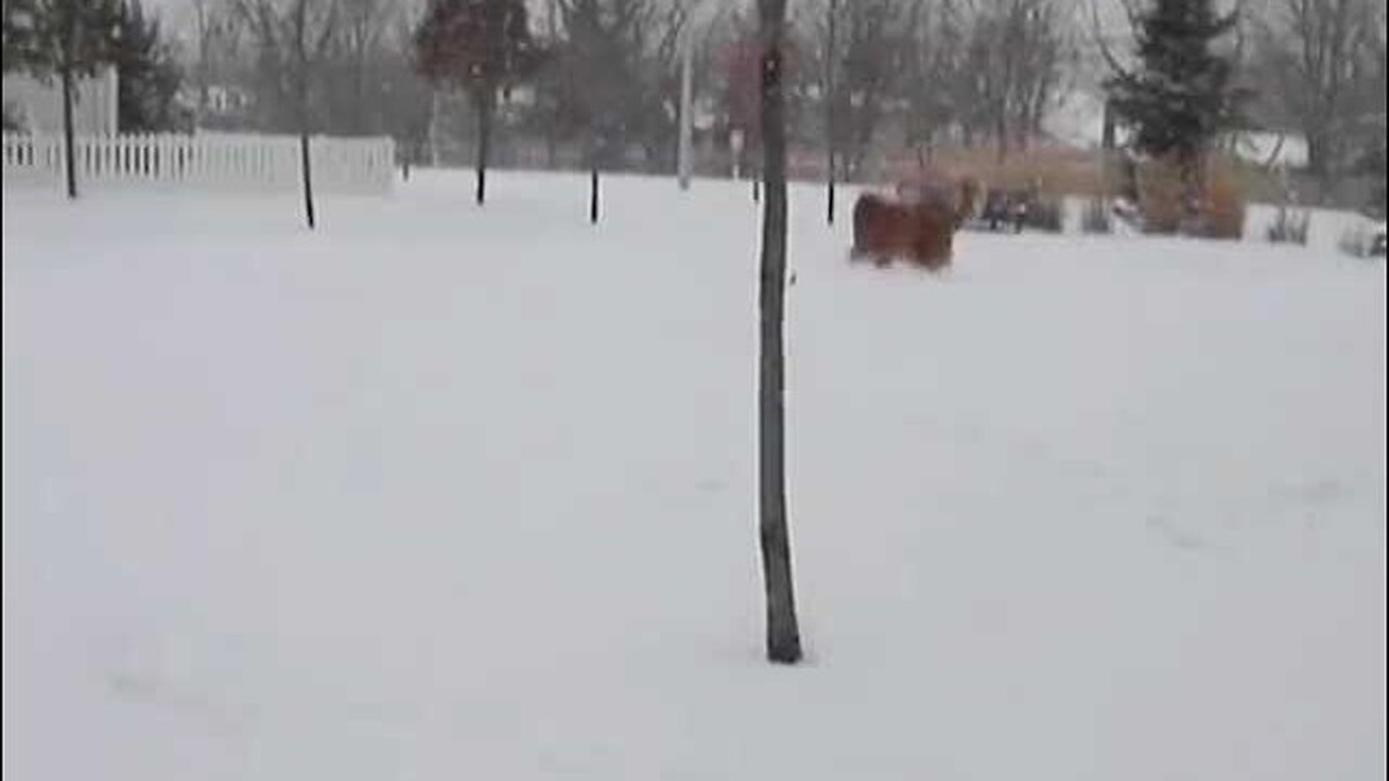 Beautiful Golden Retriever Dog Playing in the Snow - The Saga of Charlie & Prada