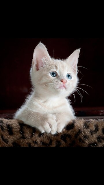 OMG 😍 So Cute Kittens EVERY ONE LOVE THEM #SHORT | LITLE CAT PUPPY